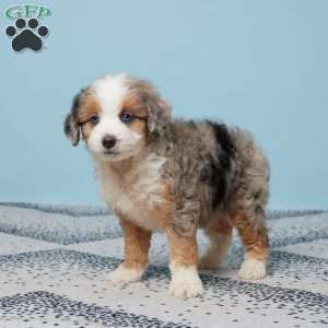 Benji, Mini Aussiedoodle Puppy